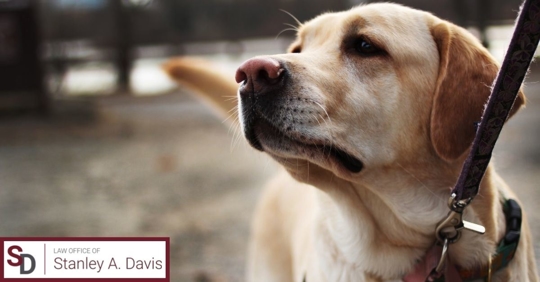 Yellow Labrador Retriever looking up