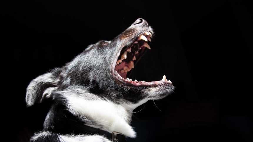 Picture of a dog about to attack